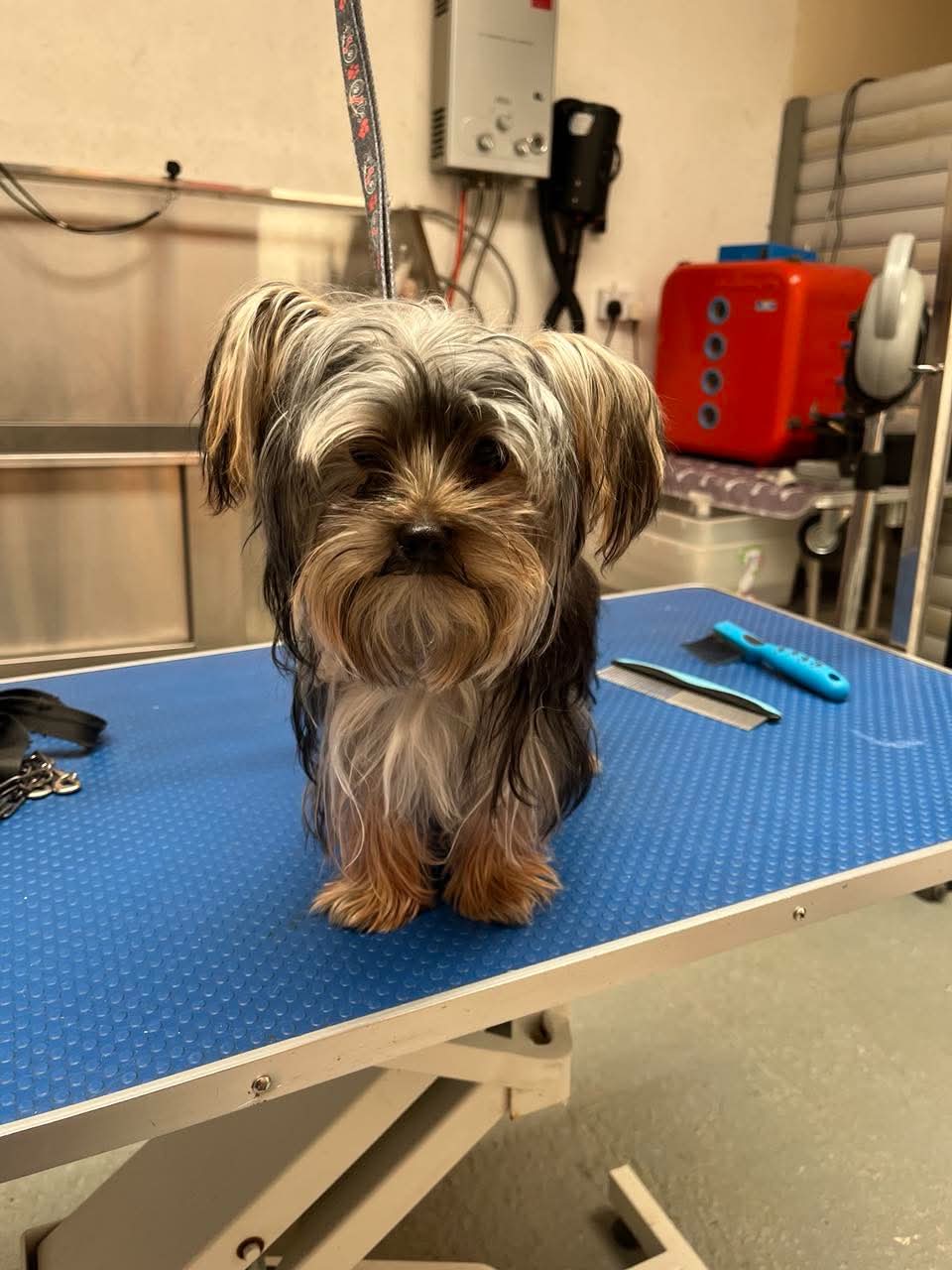 Yorkshire Terrier with a long, scruffy coat standing on the blue K9 Kutz grooming table before its groom